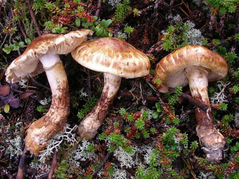 Mattake or Matsutake